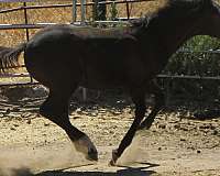 snicklefritz-chex-filly