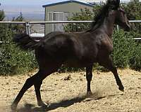 in-reality-filly