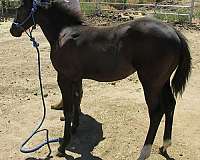 weaniling-filly