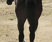 smokey-black-racing-horse