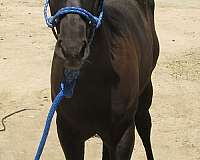 smokey-black-rodeo-pickup-horse