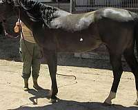 smokey-black-rodeo-queen-horse