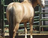 smokey-black-steer-roping-horse