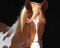 competing-half-arabian-horse