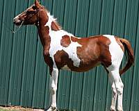 friendly-half-arabian-horse