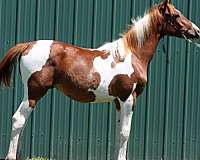 geding-half-arabian-horse