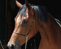 doing-well-half-arabian-horse