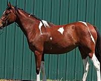 paandorra-half-arabian-horse