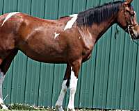 pitane-half-arabian-horse