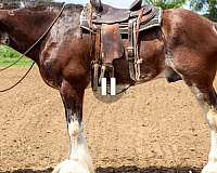 clydesdale-gelding