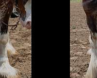 clydesdale-horse-for-sale