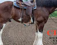 halter-show-clydesdale-horse