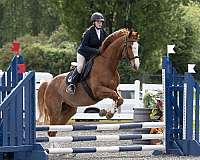 warmblood-gelding