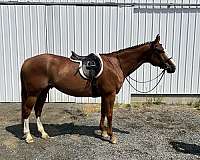 warmblood-horse-for-sale