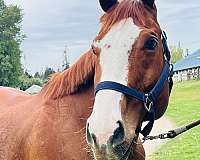 warmblood-horse