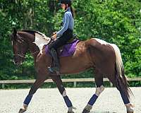 draft-horse
