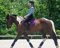 dressage-draft-horse