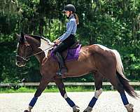endurance-draft-horse