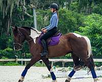 eventing-draft-horse