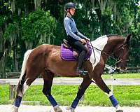 field-hunter-draft-horse
