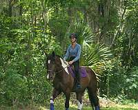 pack-draft-horse