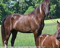 families-tennessee-walking-horse