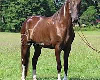 all-around-tennessee-walking-horse