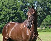 anyone-tennessee-walking-horse