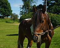 quarter-horse-for-sale