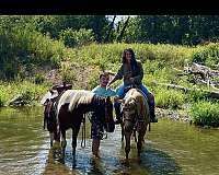 quarter-horse-stallion