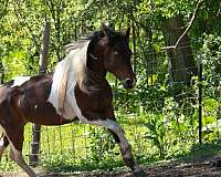 quarter-horse