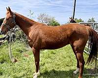 bridle-saddlebred-horse