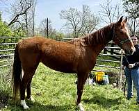bright-saddlebred-horse