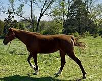 adoption-saddlebred-horse
