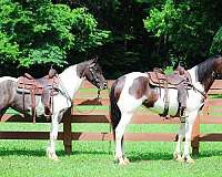 team-drivin-friesian-horse