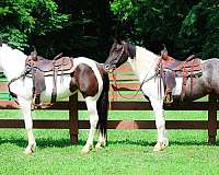 team-drivin-mare