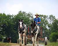 team-drivin-horse
