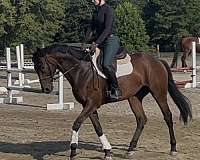 all-around-thoroughbred-horse