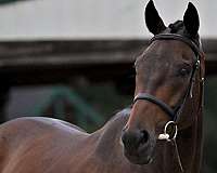 dressage-thoroughbred-horse