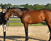 field-hunter-thoroughbred-horse