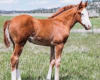 ridden-western-weanling