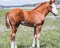 rabicano-weanling
