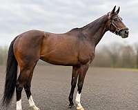 thoroughbred-gelding