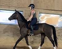 thoroughbred-horse-for-sale