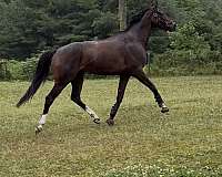 thoroughbred-horse