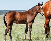 breeding-quarter-horse