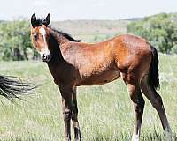 cutting-quarter-horse