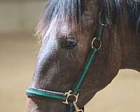grey-andalusian-colt