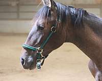 grey-ancce-colt