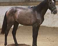 grey-ancce-horse